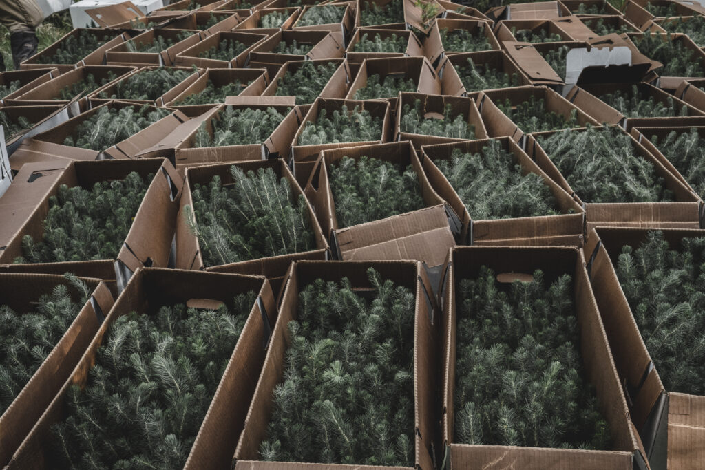 Veritree Tree Planting