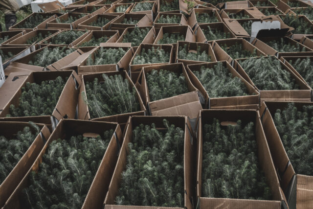 Tree Planting: Taking Action This Earth Month